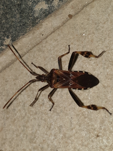 Leptoglossus occidentalis - nyugati levéllábú poloska