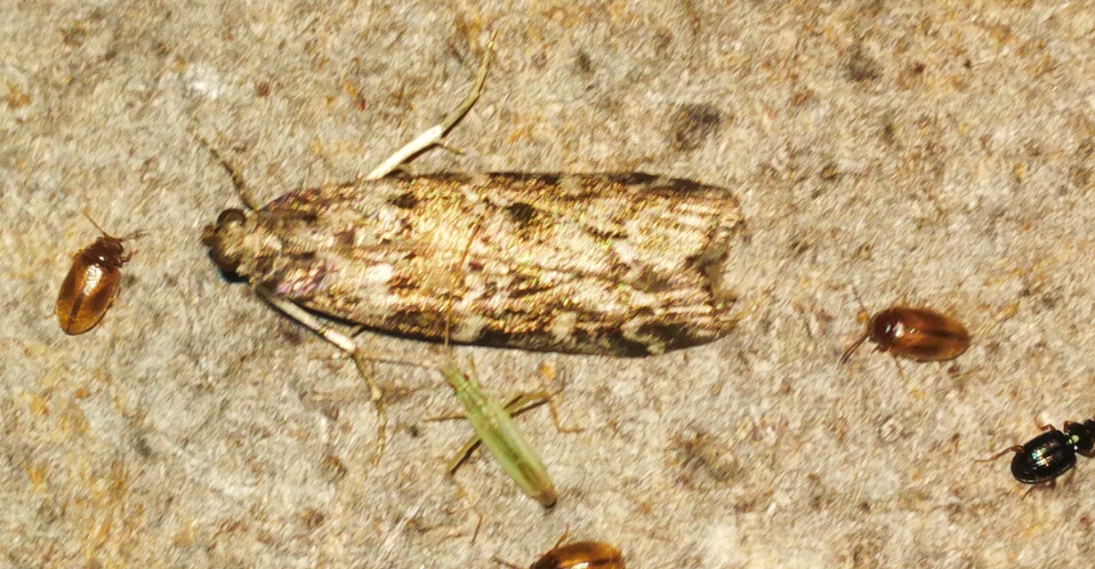 Dioryctria