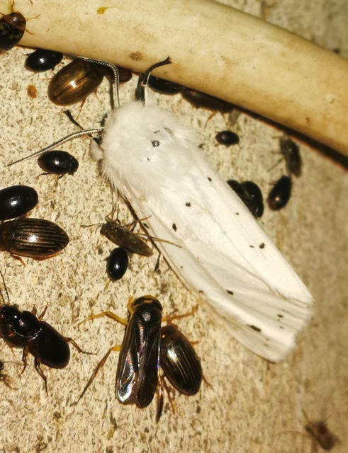 Spilosoma lubricipedum/urticae