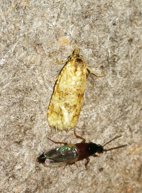 Aethes williana - gyopár-fúrómoly