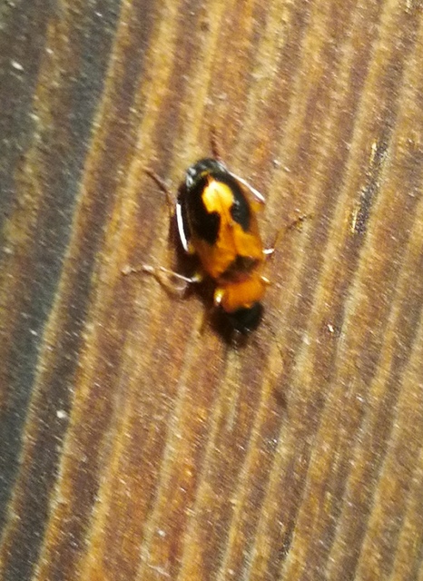Badister meridionalis - közönséges posványfutonc