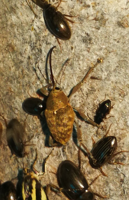 Curculio glandium - tölgymakkzsuzsóka