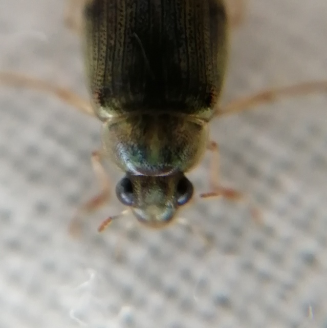Berosus frontifoveatus - tüskés szemescsibor Berosus frontifoveatus - tüskés szemescsibor