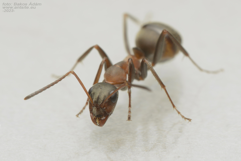 Formica cunicularia - gyakori rabszolgahangya