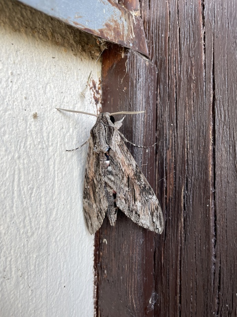 szulákszender - Agrius convolvuli