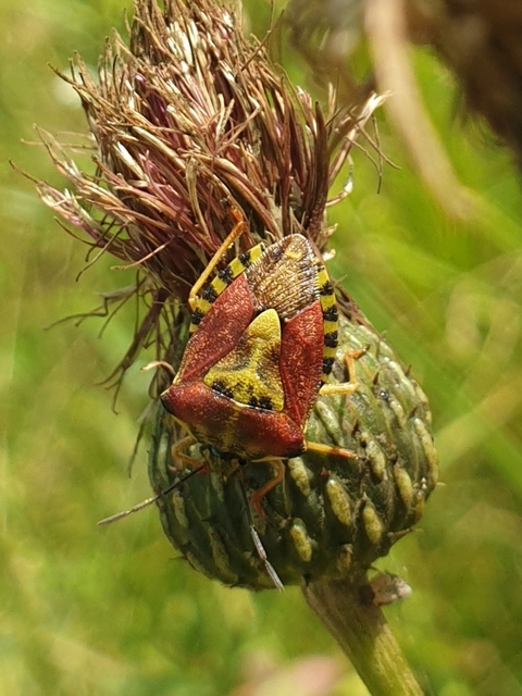 Carpocoris