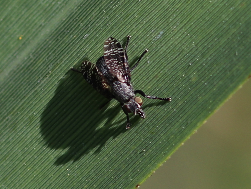 Platystoma