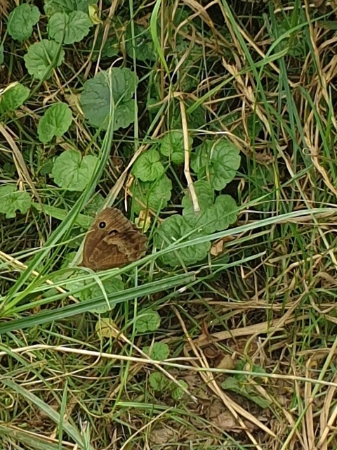 Minois dryas - fekete szemeslepke