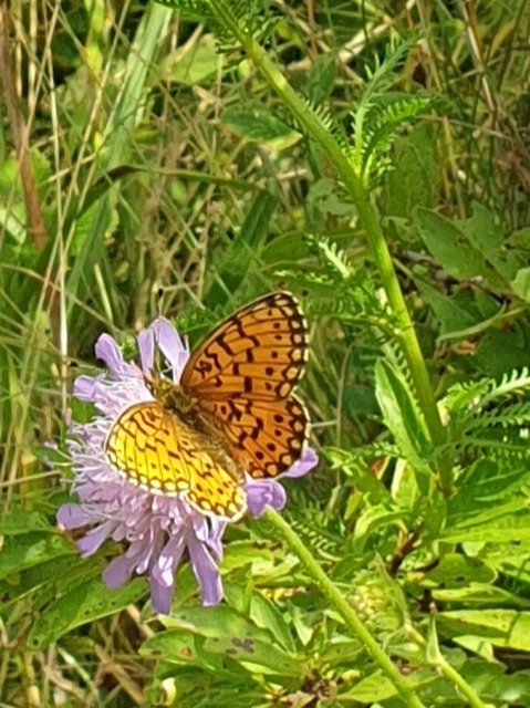 Boloria selene - fakó gyöngyházlepke