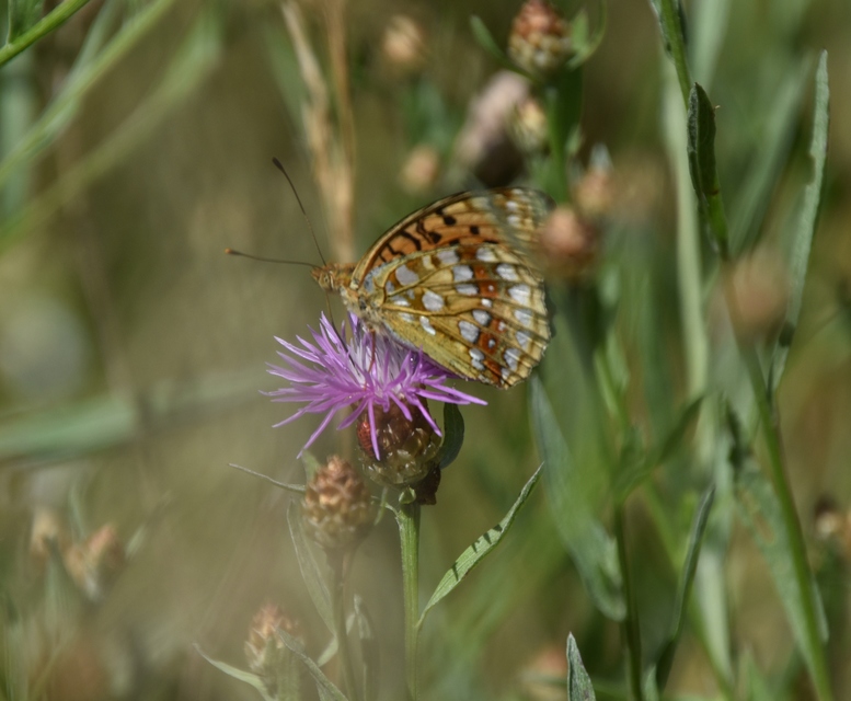 Argynnis adippe - ezüstös gyöngyházlepke