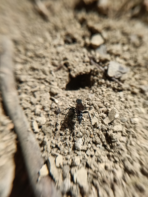 Hymenoptera - Hártyásszárnyúak