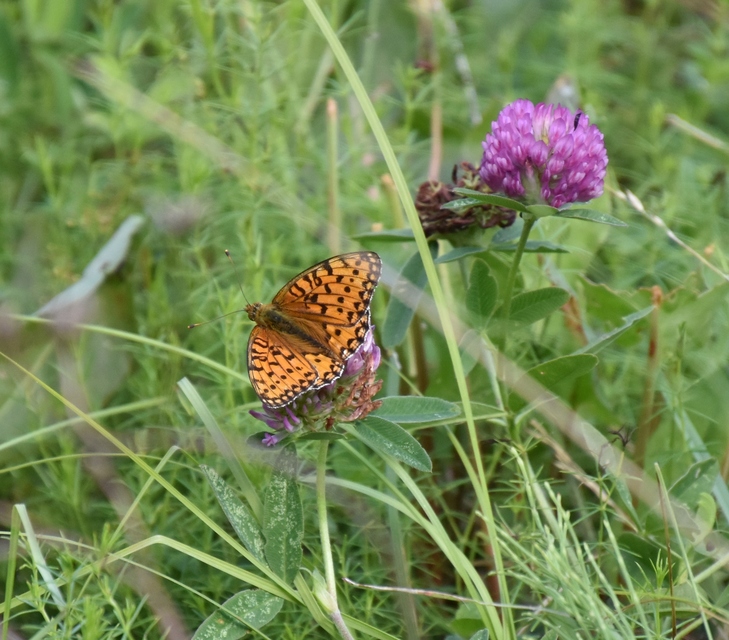 Argynnis aglaja - kerekfoltú gyöngyházlepke