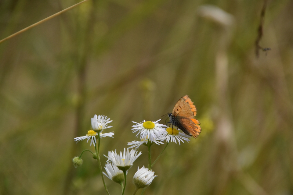 Lycaena virgaureae - arany-tűzlepke