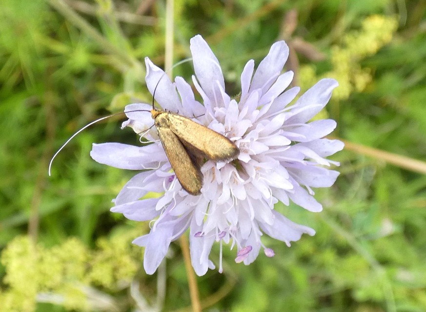 fémszínű tőrösmoly - Nemophora metallica