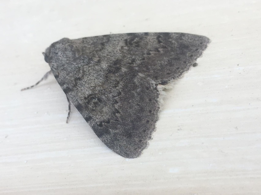 Catocala elocata - közönséges övesbagoly