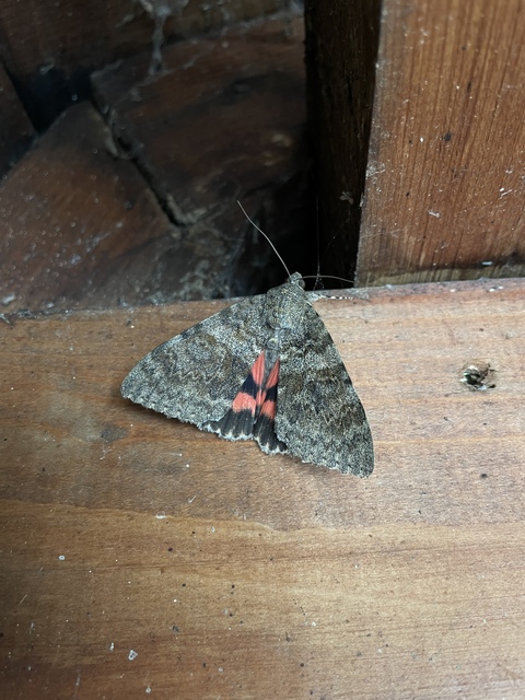 Catocala elocata - közönséges övesbagoly