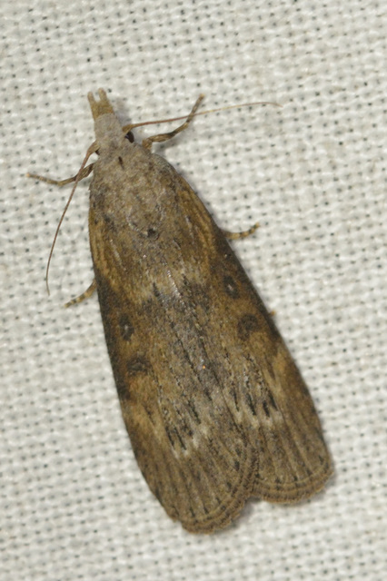 törmelékmoly - Lamoria anella