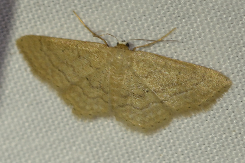 sárgás apróaraszoló - Idaea obsoletaria rufularia