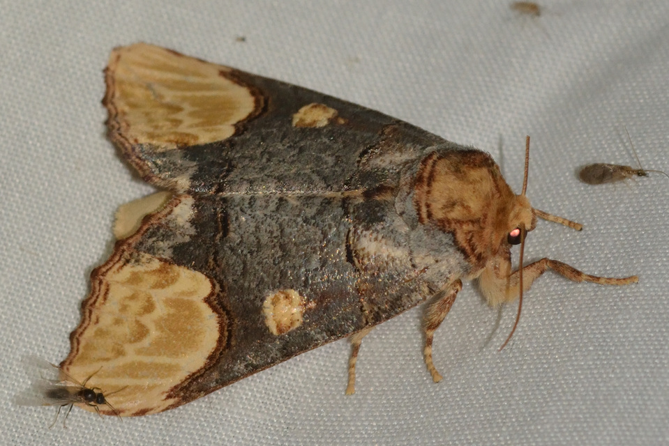 Phalera bucephaloides - magyar púposszövő