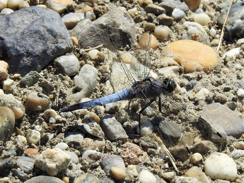 Orthetrum cancellatum - feketefarkú pásztorszitakötő