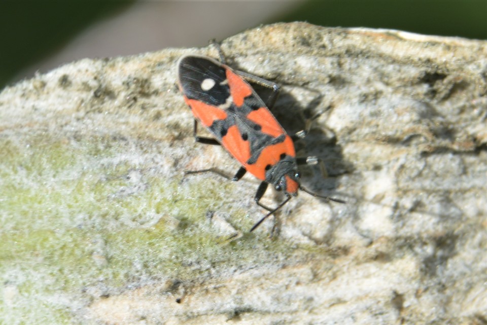 Lygaeus equestris/simulans