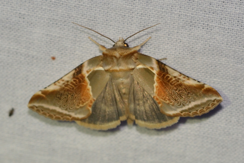 fehérsávos pihésszövő - Habrosyne pyritoides