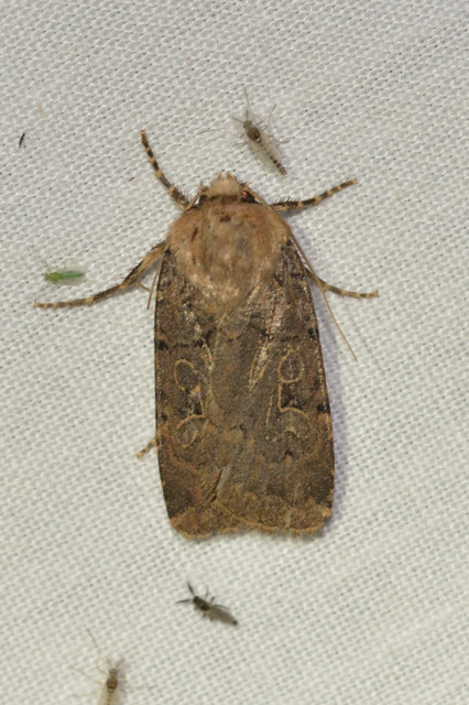 barna földibagoly - Chersotis rectangula