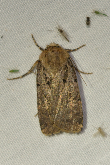 Chersotis rectangula - barna földibagoly