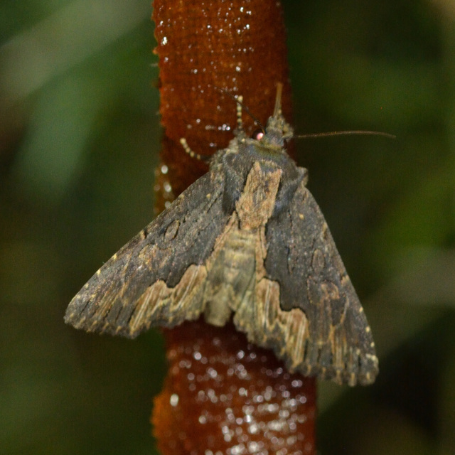 szurokbarna nyáribagoly - Dypterygia scabriuscula