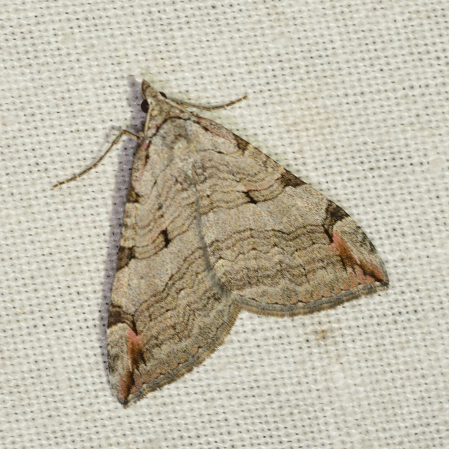 Aplocera plagiata - szürke csíkosaraszoló