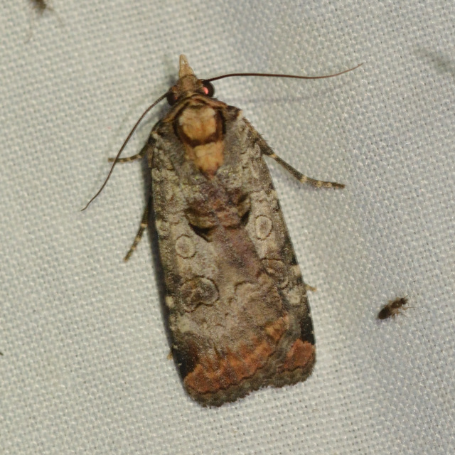 Epilecta linogrisea - karcsú sárgafűbagoly