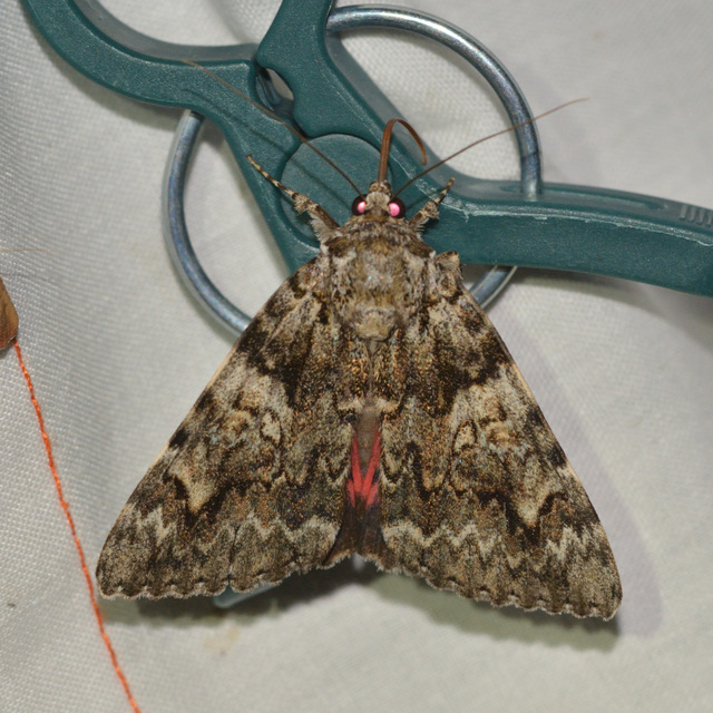 Catocala promissa - kis tölgyfa-övesbagoly