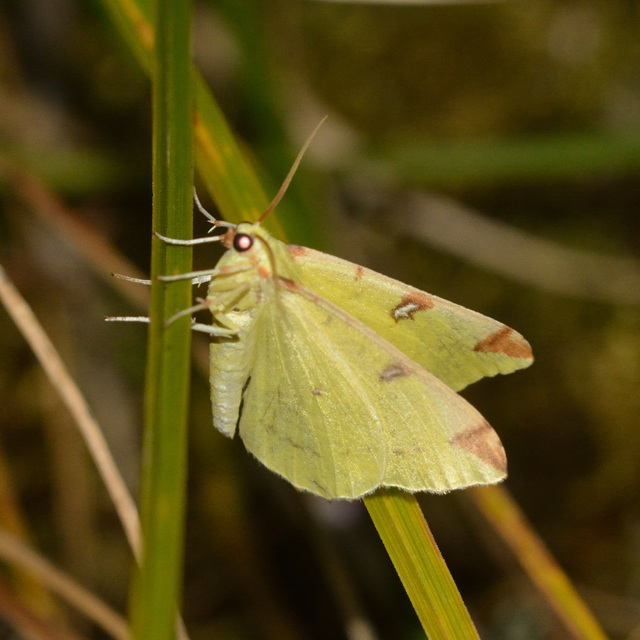 citromsárga araszoló - Opisthograptis luteolata