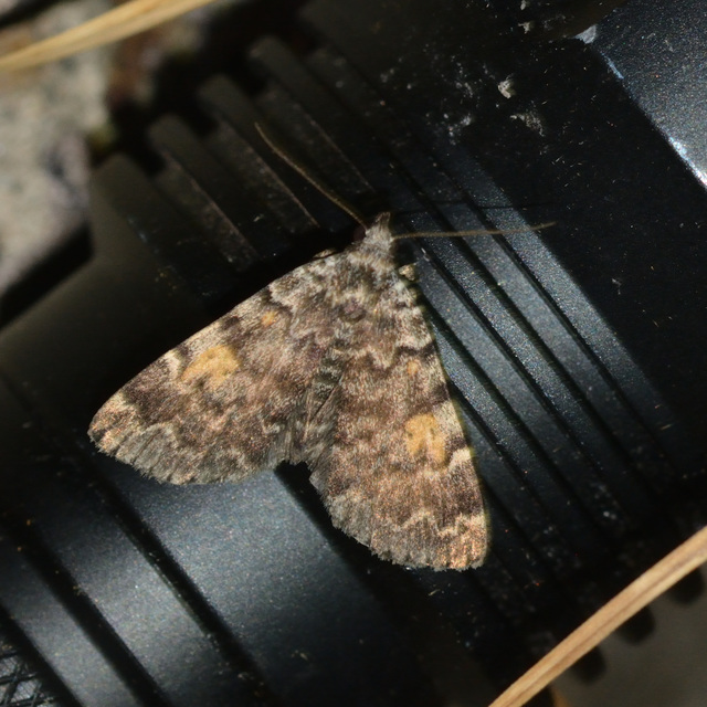 sárgafoltú kuszarajzúbagoly - Idia calvaria