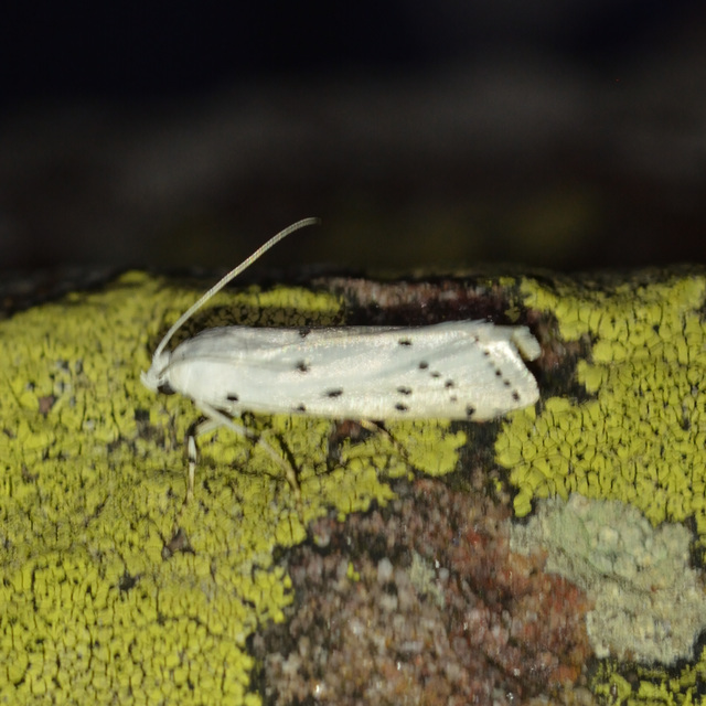 Myelois circumvoluta - pettyes karcsúmoly