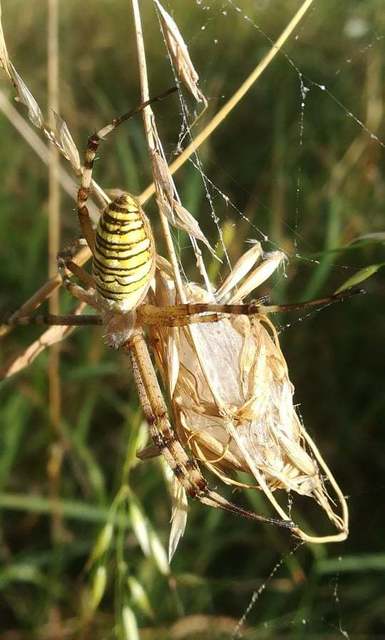 Argiope bruennichi - darázspók