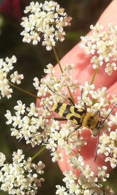 Chlorophorus varius - díszes darázscincér