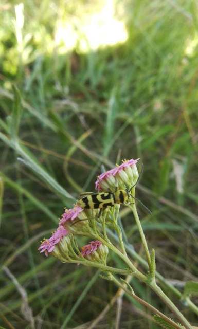 Chlorophorus varius - díszes darázscincér