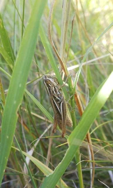 Euchorthippus pulvinatus - karcsú rétisáska
