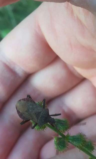 Coreus marginatus - közönséges karimáspoloska