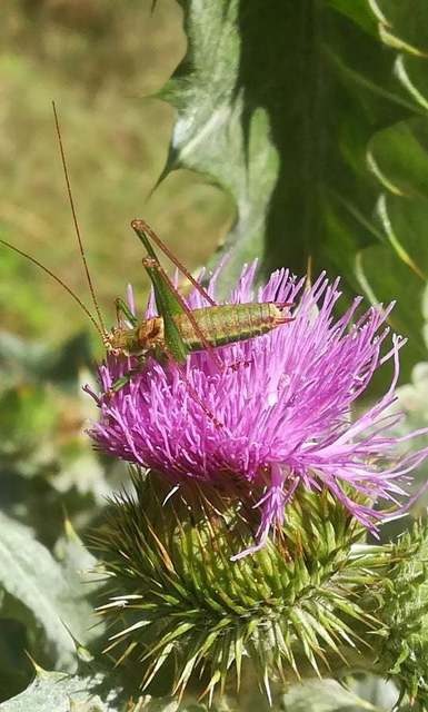 Leptophyes albovittata - közönséges virágszöcske