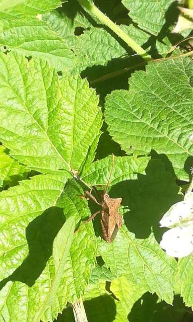 Coreus marginatus - közönséges karimáspoloska