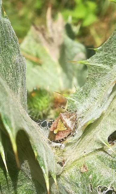 Dolycoris baccarum - közönséges bogyómászó-poloska Dolycoris baccarum - közönséges bogyómászó-poloska