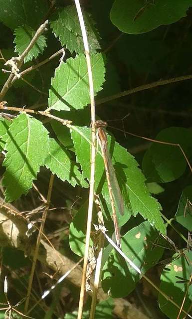 Sympecma fusca - téli rablószitakötő