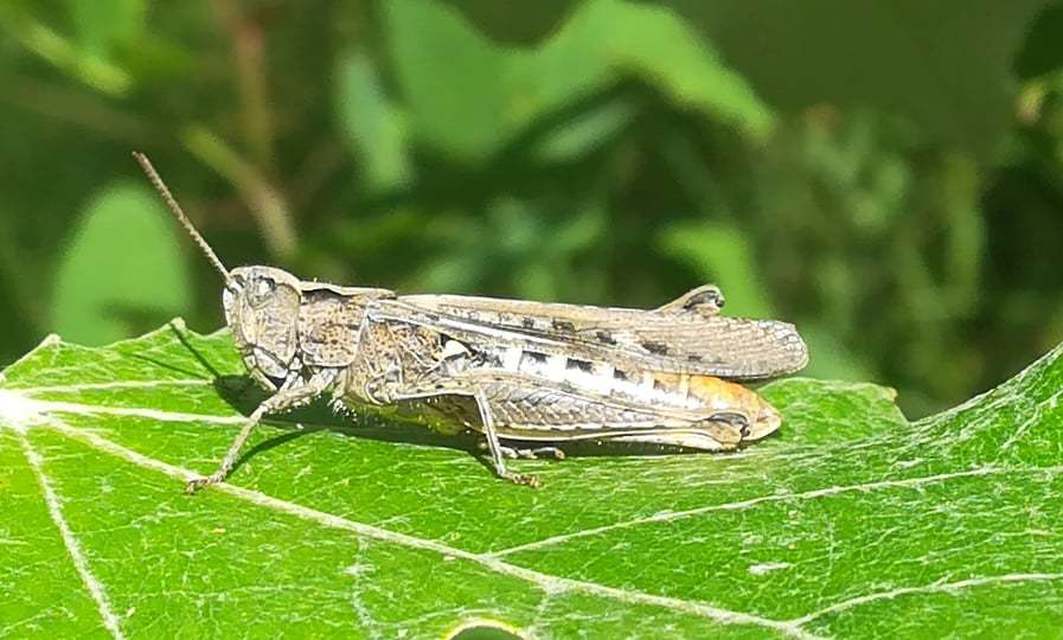 Chorthippus (Glyptobothrus) (subgenus)