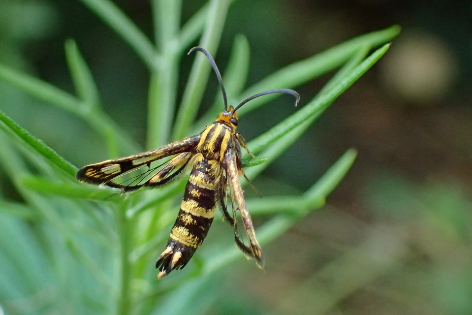 Sesiidae - szitkárfélék