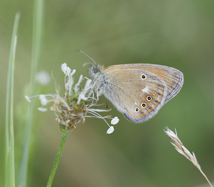 Coenonympha glycerion - közönséges szénalepke