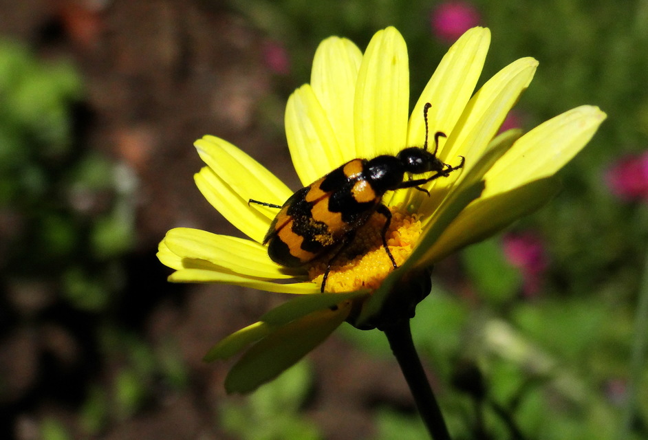 Mylabris variabilis - szalagos hólyaghúzó
