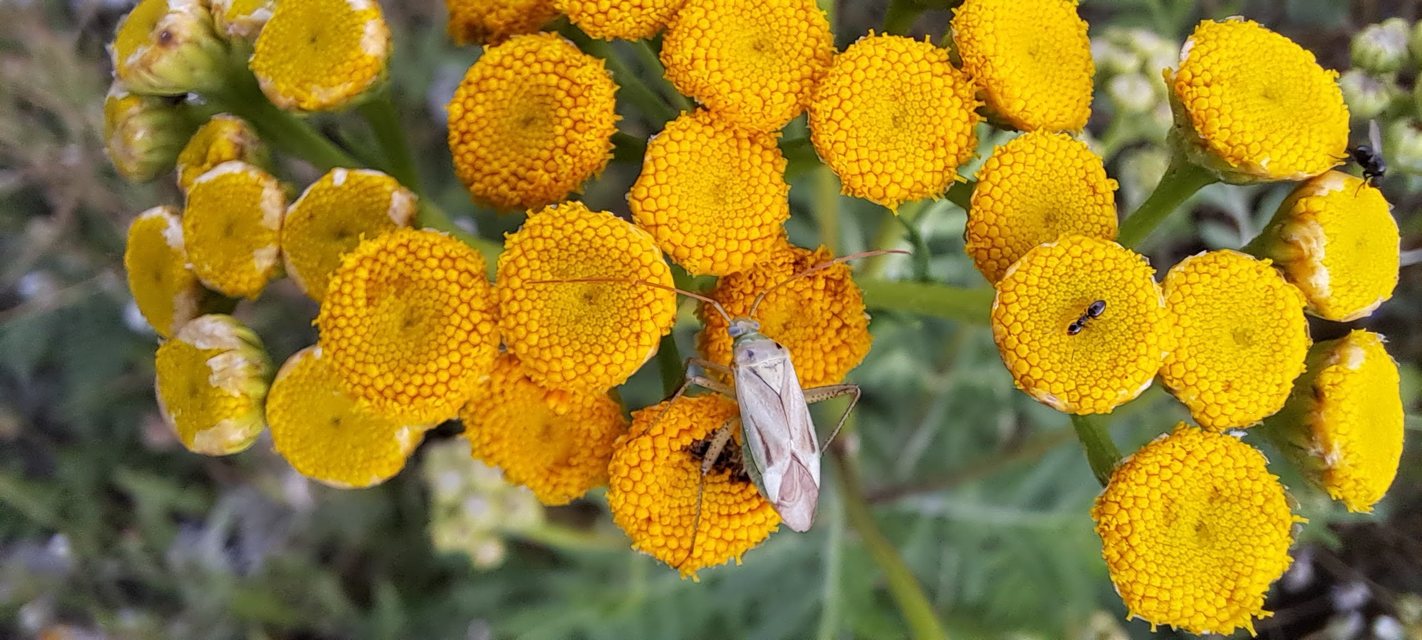 Adelphocoris lineolatus - lucernapoloska