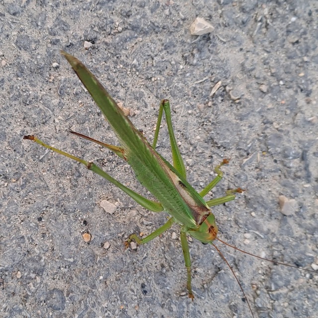 Tettigonia viridissima - zöld lombszöcske